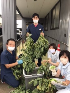 豊栄分院　枝豆収穫